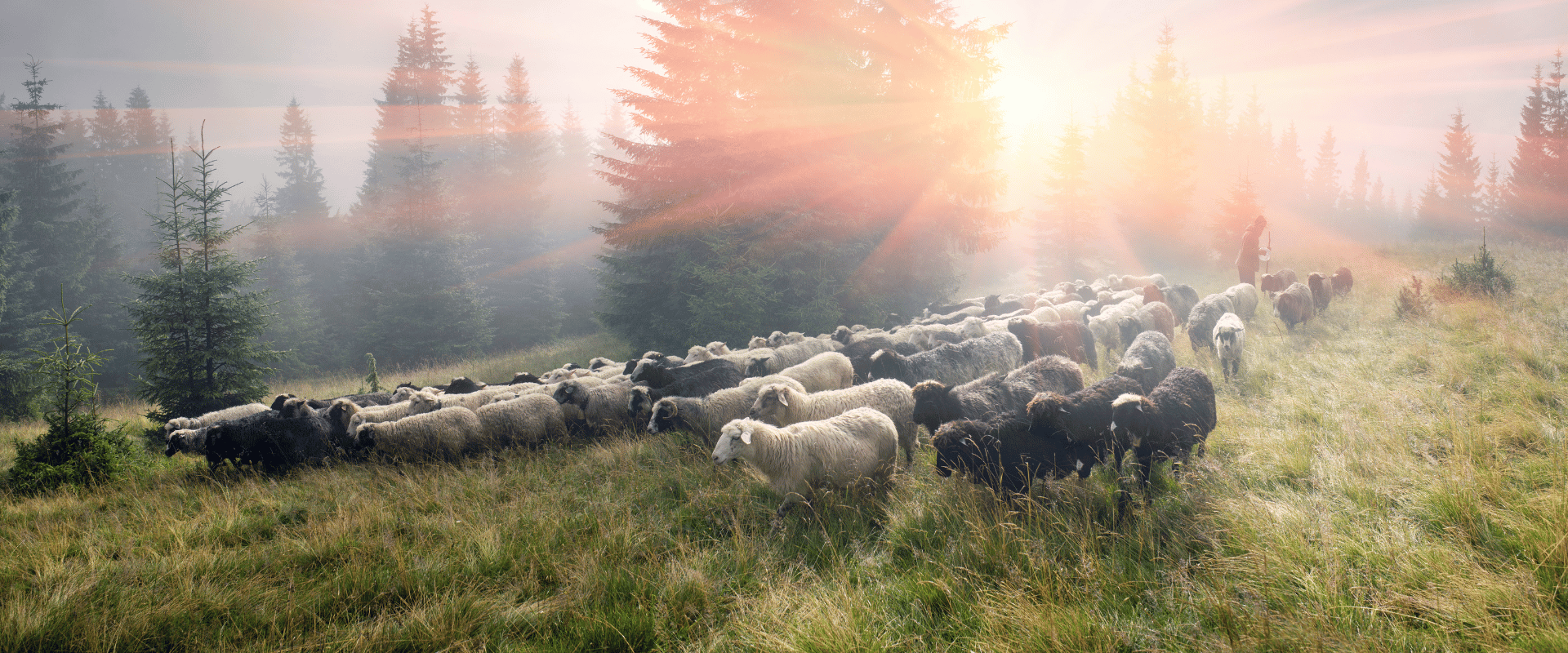 Why isn’t the shepherd of hermas in the Bible Why isn’t the shepherd of hermas in the Bible